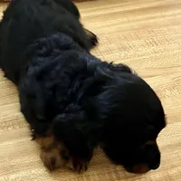 Bear, a male Dachshund for sale in Efland, NC – Photo 2 of 5