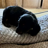 Bear, a male Dachshund for sale in Efland, NC – Photo 3 of 5