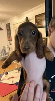 Blue Collar Black & Tan   , a male Miniature Dachshund for sale in Efland, NC – 6 of 7