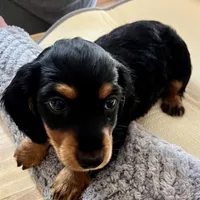 Winter, a female Dachshund for sale in Efland, NC – Photo 3 of 5