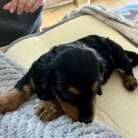 Winter, a female Dachshund for sale in Efland, NC – Photo 2 of 5