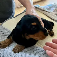 JR, a male Dachshund for sale in Efland, NC – Photo 4 of 6