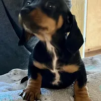 JR, a male Dachshund for sale in Efland, NC – Photo 2 of 6