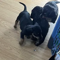 JR, a male Dachshund for sale in Efland, NC – Photo 3 of 6