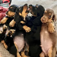 JR, a male Dachshund for sale in Efland, NC – Photo 5 of 6