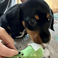 JR, a male Dachshund for sale in Efland, NC – Photo 1 of 6