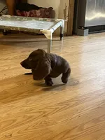 Blue Collar Black & Tan   , a male Miniature Dachshund for sale in Efland, NC – 2 of 7
