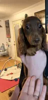 Blue Collar Black & Tan   , a male Miniature Dachshund for sale in Efland, NC – 5 of 7