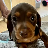 Coco, a male Miniature Dachshund for sale in Efland, NC – Photo 1 of 5