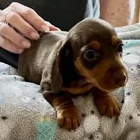 Coco, a male Miniature Dachshund for sale in Efland, NC – Photo 3 of 5