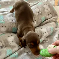 Coco, a male Miniature Dachshund for sale in Efland, NC – Photo 2 of 5