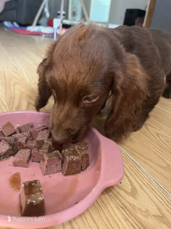 Blue Collar Black & Tan    – Miniature Dachshund puppy for sale in Efland, NC