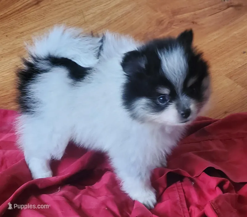 Baby girl 2 – Pomeranian puppy for sale in Winnie, TX