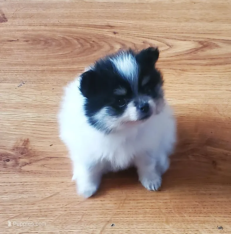 Baby girl 2 – Pomeranian puppy for sale in Winnie, TX