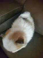 Baby girl 3, a female Pomeranian for sale in Winnie, TX – Photo 2 of 3