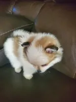 Baby girl 3, a female Pomeranian for sale in Winnie, TX – Photo 3 of 3