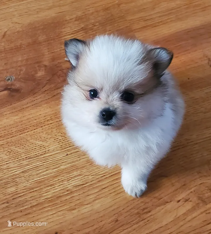 Baby girl 3 – Pomeranian puppy on hold in Winnie, TX