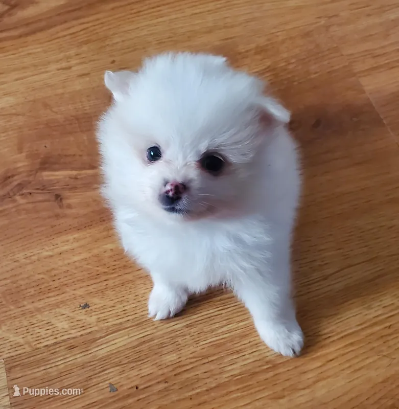 Baby girl 1 – Pomeranian puppy for sale in Winnie, TX