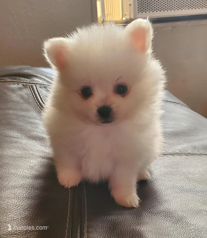 Little boy – Pomeranian puppy for sale in Winnie, TX