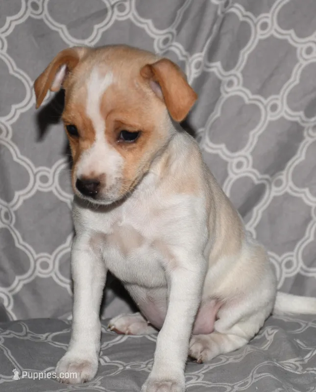 Biscay – Rat Terrier puppy for sale in Potsdam, NY