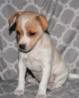 Biscay, a female Rat Terrier for sale in Potsdam, NY – Photo 1 of 8