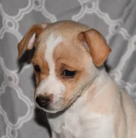 Biscay, a female Rat Terrier for sale in Potsdam, NY – Photo 2 of 8