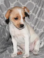 Biscay, a female Rat Terrier for sale in Potsdam, NY – Photo 7 of 8