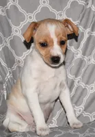 Biscay, a female Rat Terrier for sale in Potsdam, NY – Photo 6 of 8