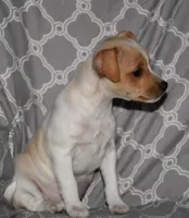 Biscay, a female Rat Terrier for sale in Potsdam, NY – Photo 4 of 8