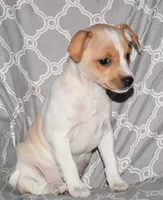 Biscay, a female Rat Terrier for sale in Potsdam, NY – Photo 5 of 8