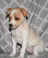 Biscay, a female Rat Terrier for sale in Potsdam, NY – Photo 8 of 8