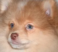 Croissant, a male Pomeranian for sale in Potsdam, NY – Photo 8 of 10