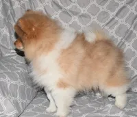 Croissant, a male Pomeranian for sale in Potsdam, NY – Photo 3 of 10