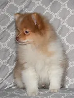 Croissant, a male Pomeranian for sale in Potsdam, NY – Photo 9 of 10