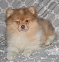 Croissant, a male Pomeranian for sale in Potsdam, NY – Photo 1 of 10