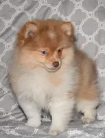 Croissant, a male Pomeranian for sale in Potsdam, NY – Photo 4 of 10