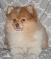 Croissant, a male Pomeranian for sale in Potsdam, NY – Photo 10 of 10
