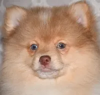 Croissant, a male Pomeranian for sale in Potsdam, NY – Photo 7 of 10