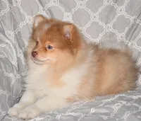 Croissant, a male Pomeranian for sale in Potsdam, NY – Photo 6 of 10