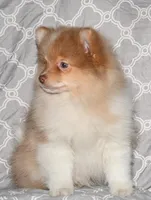 Croissant, a male Pomeranian for sale in Potsdam, NY – Photo 5 of 10