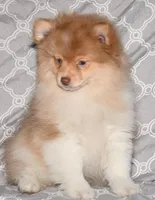 Croissant, a male Pomeranian for sale in Potsdam, NY – Photo 2 of 10