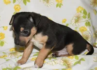 Monty, a male Rat Terrier for sale in Potsdam, NY – 3 of 9