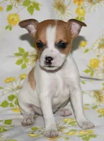 Mina, a female Rat Terrier for sale in Potsdam, NY – 5 of 9