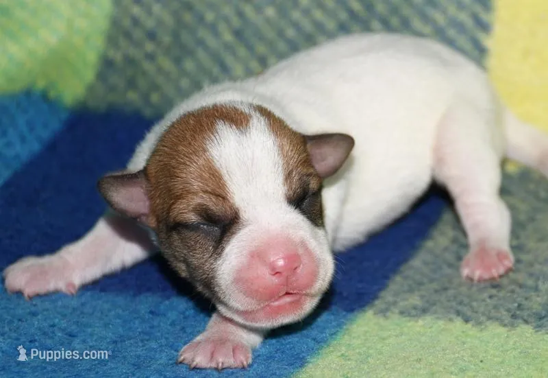 Mina – Rat Terrier puppy for sale in Potsdam, NY