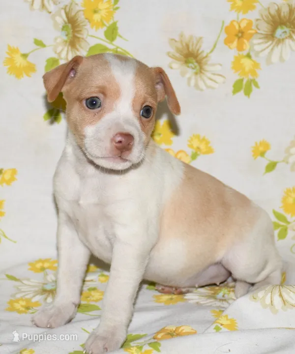 Marnie – Rat Terrier puppy for sale in Potsdam, NY