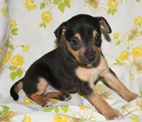 Monty, a male Rat Terrier for sale in Potsdam, NY – 2 of 9