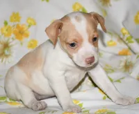 Marnie, a female Rat Terrier for sale in Potsdam, NY – 2 of 10