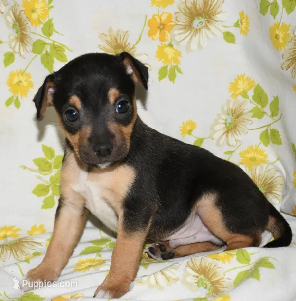 Monty – Rat Terrier puppy for sale in Potsdam, NY
