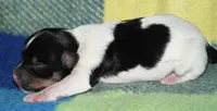 Milan, a male Rat Terrier for sale in Potsdam, NY – Photo 2 of 4