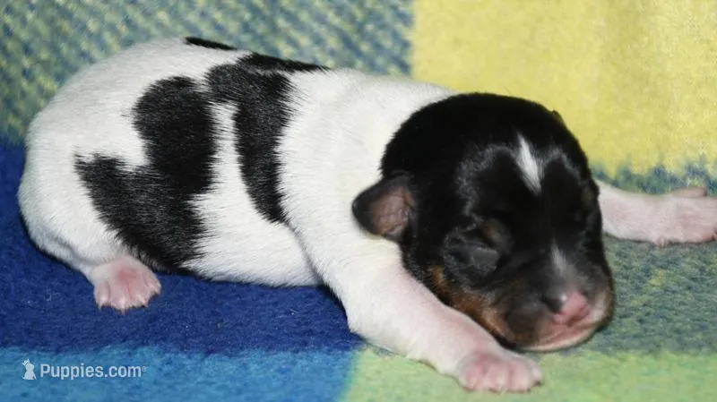 Milan – Rat Terrier puppy for sale in Potsdam, NY
